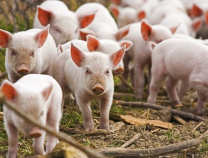 Почти все крымские фермеры получили компенсацию за изъятое свинопоголовье