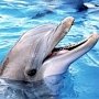 На полуострове восстанавливается популяция дельфинов