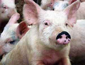 В Крыму африканская чума свиней перекинулась на Сакский район