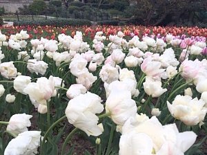 Для бала тюльпанов в Никитском ботаническом саду высадили 65 тыс. луковиц