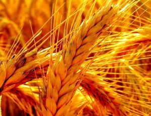 Крым сменил украинские сорта зерновых на российские