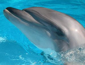 «Дельфины, воевавшие на нашей стороне..." Минобороны РФ закупает афалинов