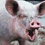 Чума свиней пришла в Крым с севера и забрала свыше 10 тыс голов