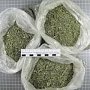 Наркополицейские перекрыли канал поставок марихуаны в Севастополь