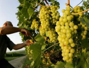 В Крыму посадят более 450 га виноградников и 400 га плодовых деревьев