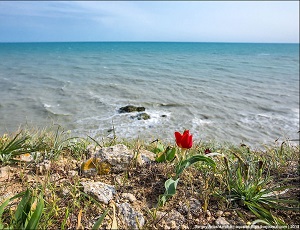 В Крыму предупреждают туристов: за букетик полевых цветов можно переехать из санатория в СИЗО