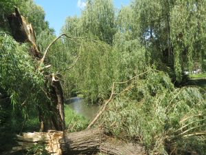 Во время гроз и шквального ветра в Симферополе обрушились 29 деревьев