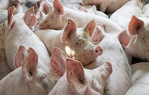 В Крыму отменили ЧС по африканской чуме свиней