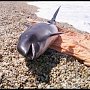 В Бахчисарайском районе спасли раненого дельфина