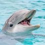 Крымские спасатели и ветеринары помогли дельфину