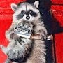 Не тушите котиков в сметане: парламент Крыма решительно настроен принять первый в РФ закон о защите домашних животных