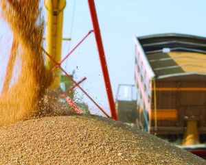 В Республике Крым уже намолотили 1 миллион 209 тыс. тонн зерна урожая 2016 года