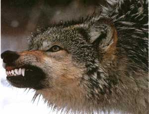 В Севастополе разрешили отстрел вернувшегося в крымские леса волка