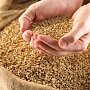 Крым первым в России начнёт продавать зерно нового урожая