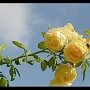 На сентябрь в Никитском ботсаду приходится цветение абелии, бругмансии и роз