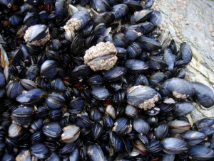 Выращивание морских деликатесов стимулирует государство