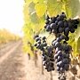 Наладить производство техники для виноградарства и виноделия, не строя предприятия, собираются российская и немецкая компании