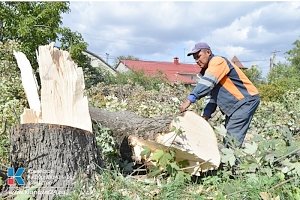 В Симферополе дорогу по улице Севастопольская расширят за счёт 190 деревьев
