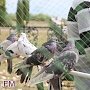 В Керчи проходит выставка птиц