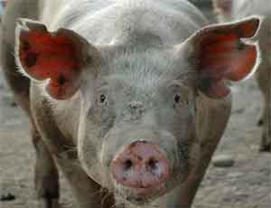 На Украине зафиксирована новая вспышка африканской чумы свиней