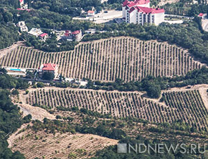 Крымские виноделы предложили вместо уплаты акцизного сбора высаживать виноградники