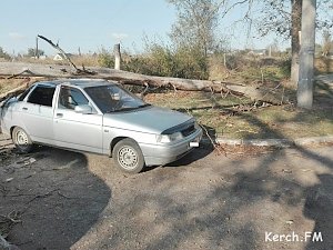 В Керчи во время урагана дерево упало на 2 машины