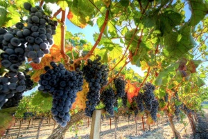 Крымское вино вытеснет заморское