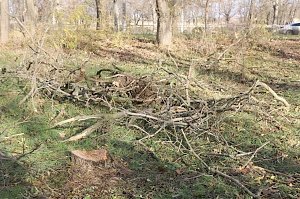 В Керчи из-за митинга приостановили вырубку деревьев в Комсомольском парке