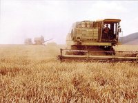 Крымские аграрии получили 50 млн рублей субсидии на покупку элитных семян