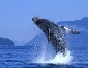 Такого ещё не было: Керченская паромная переправа перевозит китов