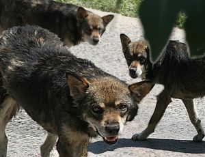 Сами напросились: жителей Керчи защитить от агрессивных собак могут только дворники