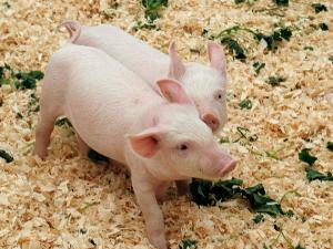 Африканская чума свиней не отпускает полуостров