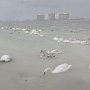 В Крыму спасатели и волонтёры вызволяли лебедей из ледяной ловушки (ВИДЕО, ФОТО)