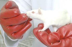 Учёные КФУ проверили «вейпинг» на крысах
