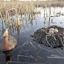 В Крыму изготовили искусственные гнездовья для водоплавающих птиц