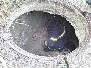 В столице Крыма в теплотрассе застрял прохожий, а в Белогорске собака провалилась в колодец