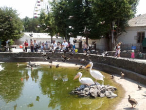 Безопасности посетителей уделяем особое внимание, — директор симферопольского зооуголка