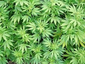 В Саках у местного жителя изъяли марихуану