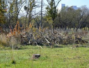 Вырубка парков доведёт до суда: керченские экологи готовят иск к администрации города