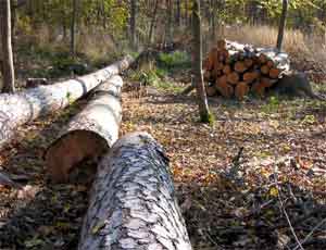 В Сакском районе Крыма браконьеры вырубили деревьев на 2,5 млн рублей
