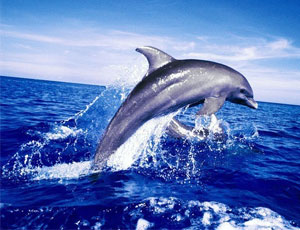 В районе Керченского моста увеличилась численность дельфинов