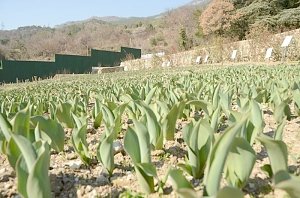 Первый из 37 тысяч тюльпанов распустился в Никитском ботаническом саду
