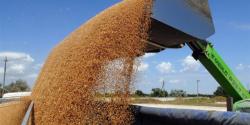 В Крыму наблюдается рост засоренности экспортных партий зерна