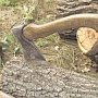 В Симеизе незаконно вырубают краснокнижные деревья для строительства дач, — администрация Ялты
