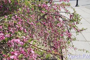 В Керчи цветет декоративный персик