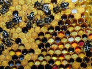 Пчеловоды рыма могут получить право размещать пасеки в лесах