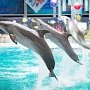 Ялтинский предприниматель незаконно разместил дельфинарий на участке более 2 500 квадратных метров