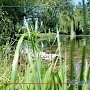 Озеро в симферопольском парке Гагарина почистят специально изготовленным устройством
