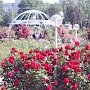 Цветение роз в Ботаническом саду