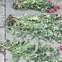 Жительницы Белогорского района незаконно выращивали наркосодержащие растения
